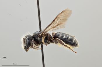 Media type: image;   Entomology 793256 Aspect: habitus lateral view